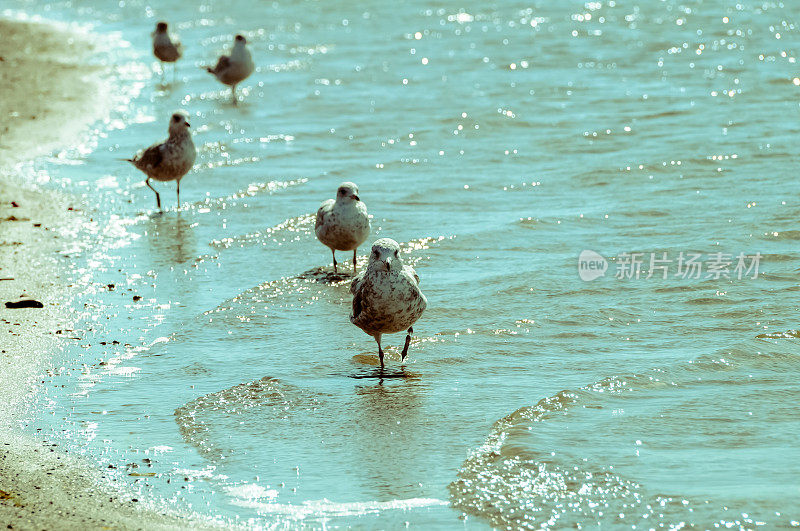 海鸥排队