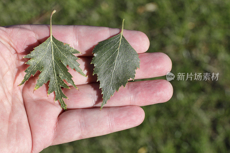 切叶桦树和白桦树的比较