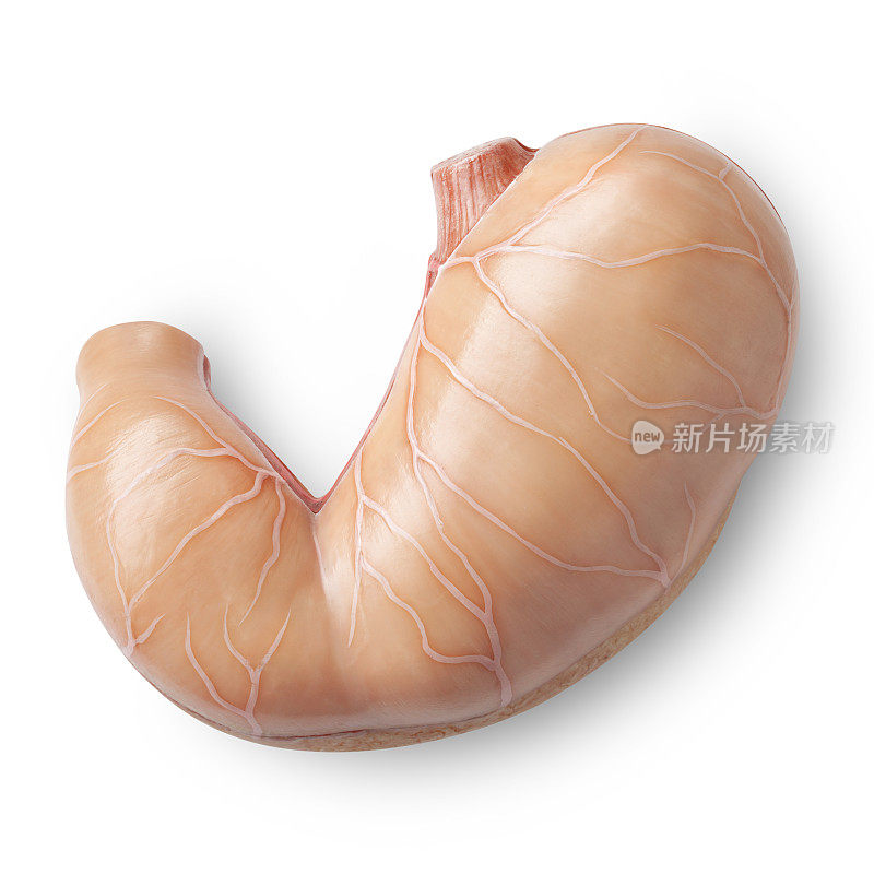 胃。人体解剖学的模型。