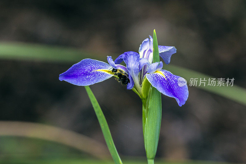 蜜蜂在野生鸢尾花瓣上打盹