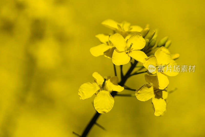 油菜花细节