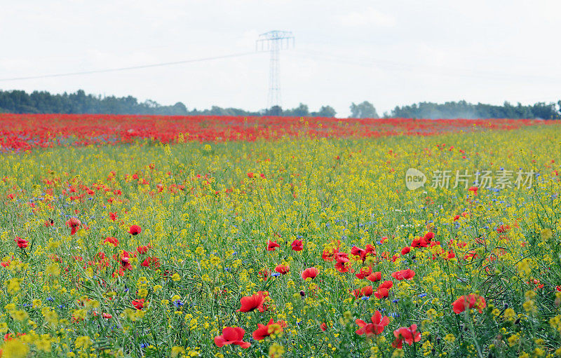 罂粟花田