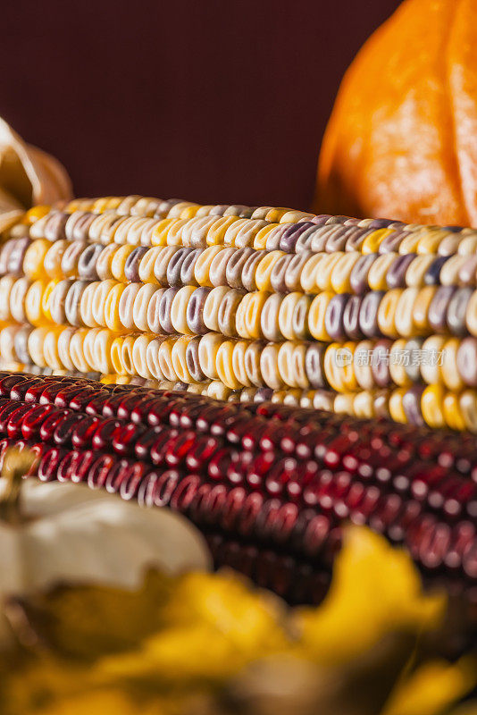 彩色印第安玉米的特写