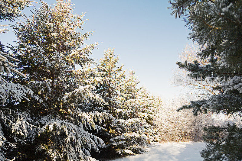 结霜的和下雪的树