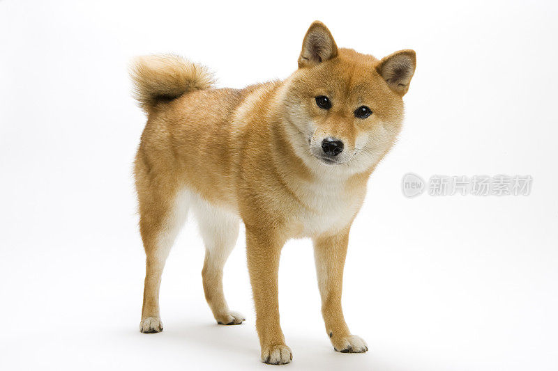 日本传统狗(柴犬)