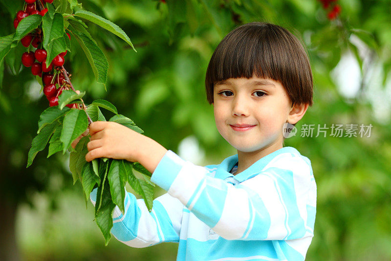 小男孩摘樱桃