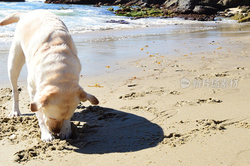 拉布拉多寻回犬