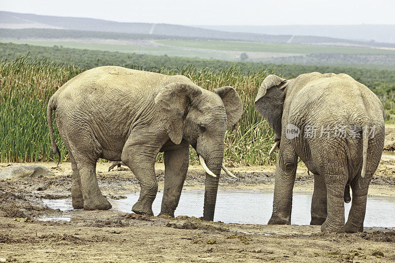 在水坑的非洲象