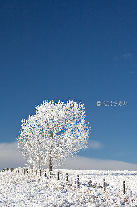 暴雪后