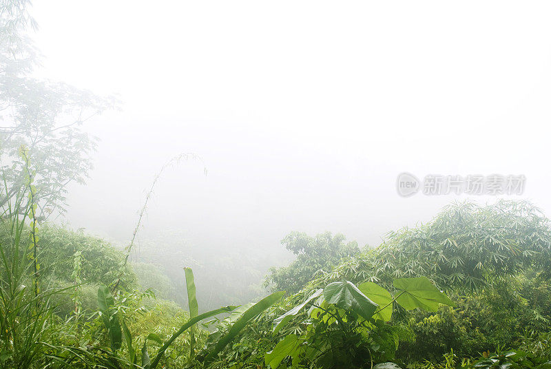 雾雨森林荒野