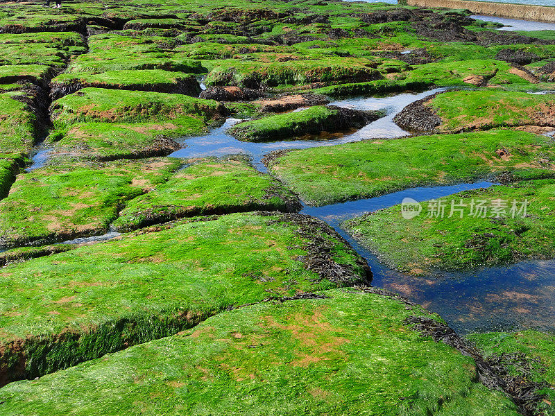 海边的岩石池，岩石上覆盖着绿色的海藻