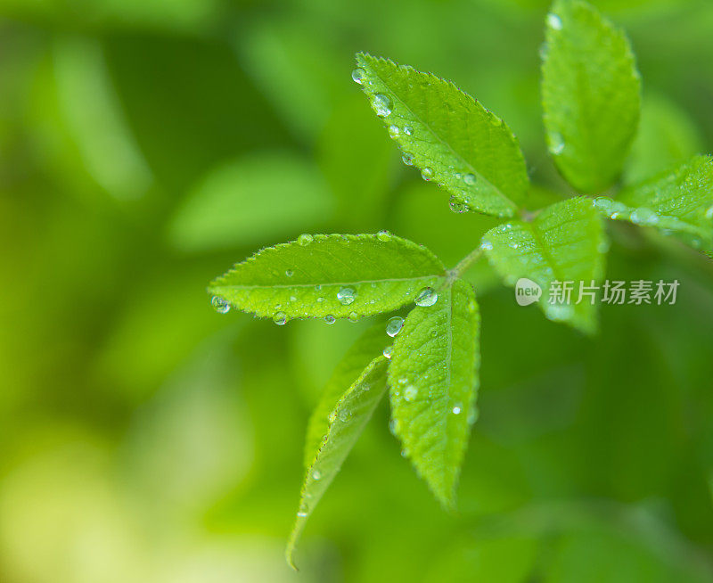 带雨滴的叶子