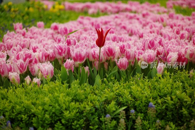 土耳其伊斯坦布尔花园里的郁金香花