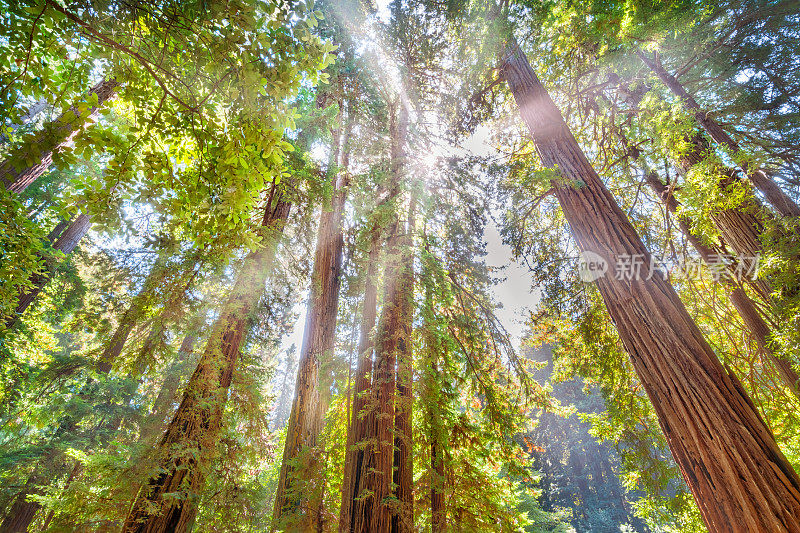 红木树和阳光在加州缪尔森林国家纪念碑