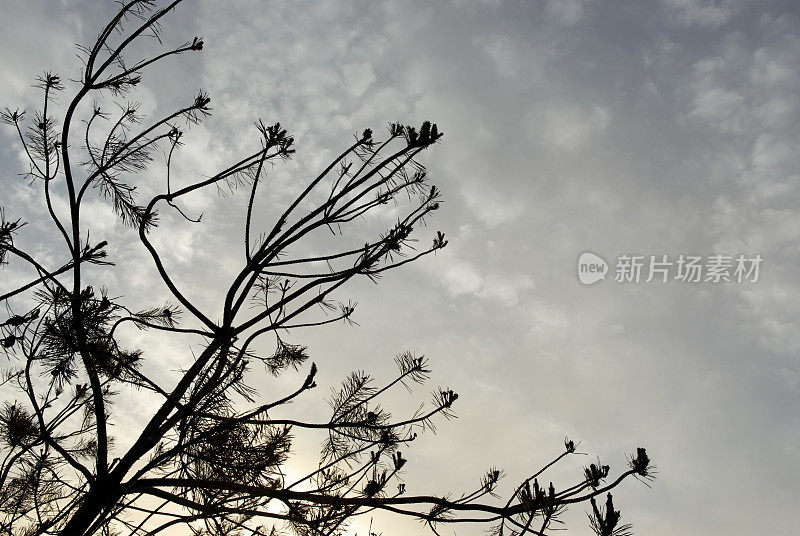 死去的松树