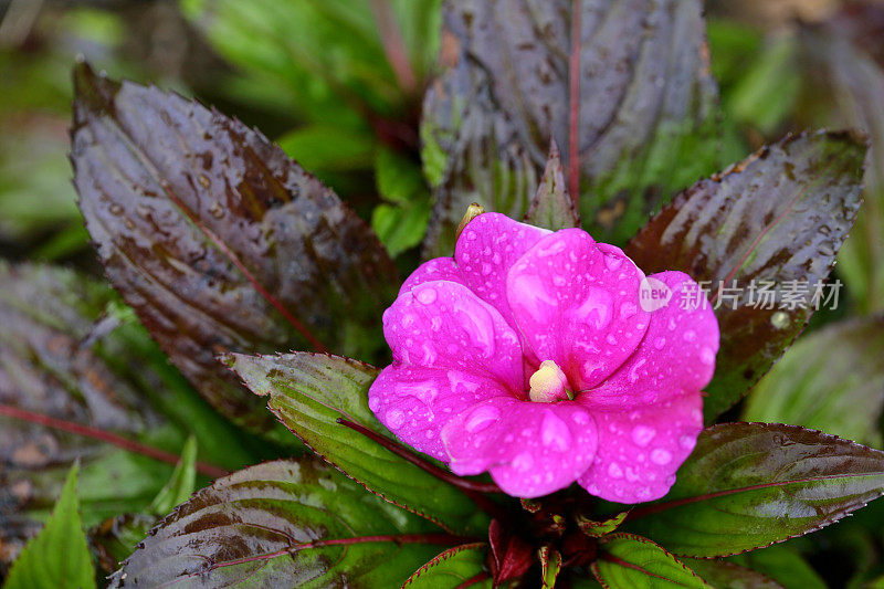 凤仙花(忙丽萃)特写