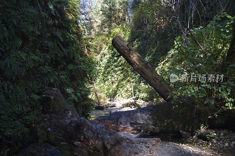 蕨类植物峡谷日志