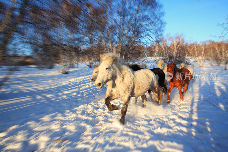 一群马在雪地里奔跑