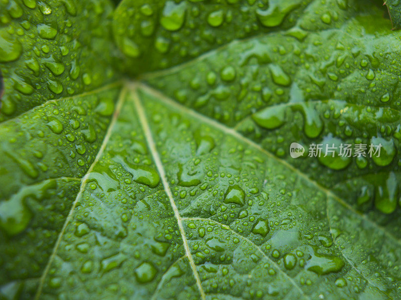 带雨滴的叶子