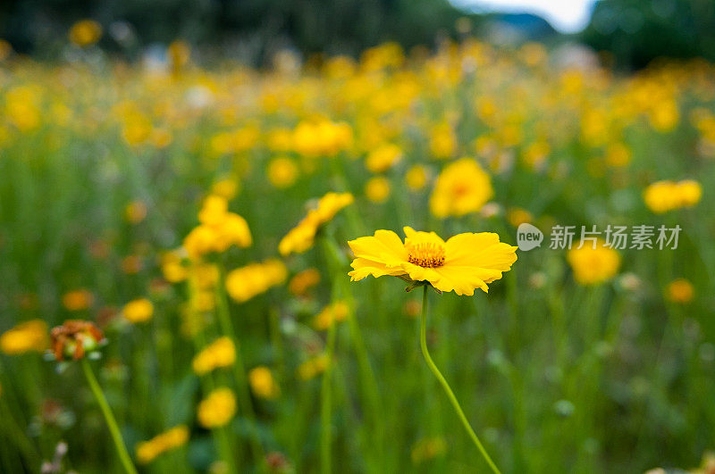 黄色的花