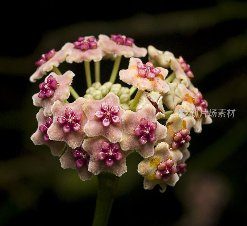 红白相间的花朵