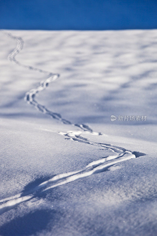 雪跟踪