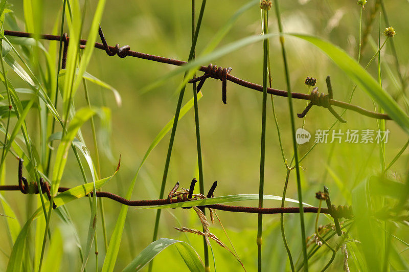 草里藏着生锈的铁丝网