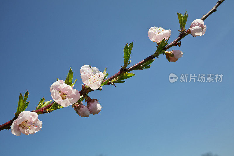 盛开的桃树前的蓝天
