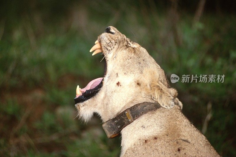 非洲狮子