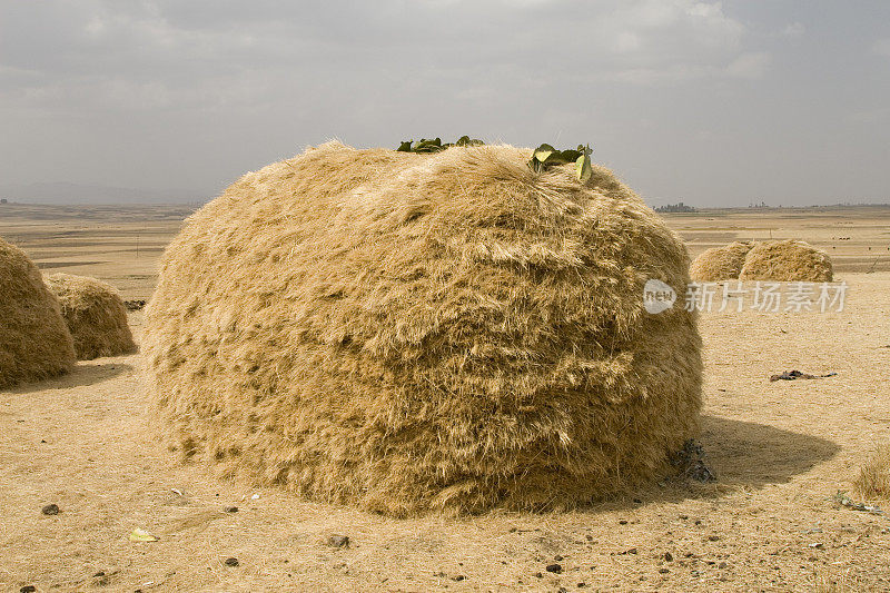 埃塞俄比亚的非洲干草堆