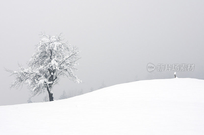 单棵雪树作文