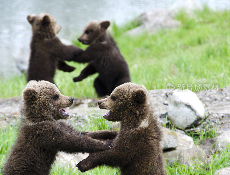 小熊们在互相玩耍