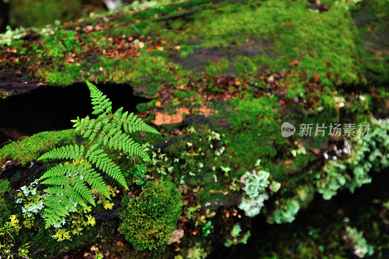 长满青苔的吗?蒙住死树