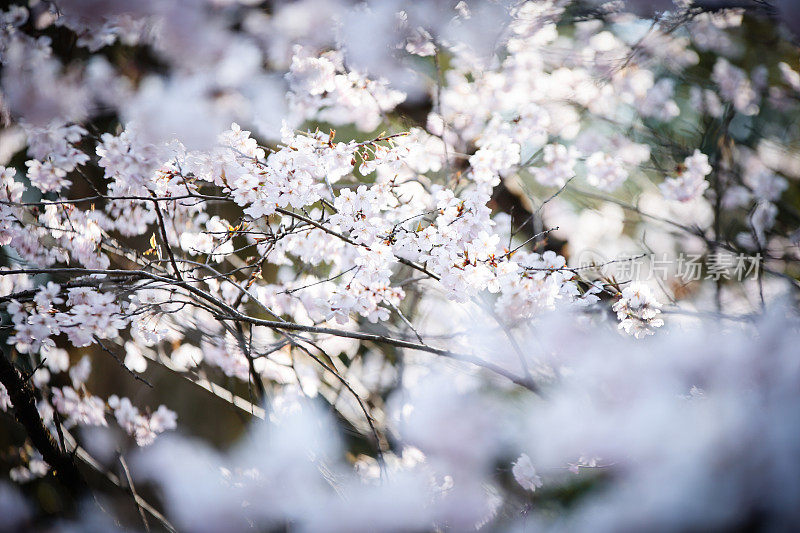 日本樱花的花