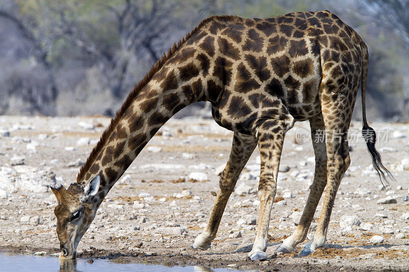 纳米比亚，Etosha国家公园，长颈鹿喝水