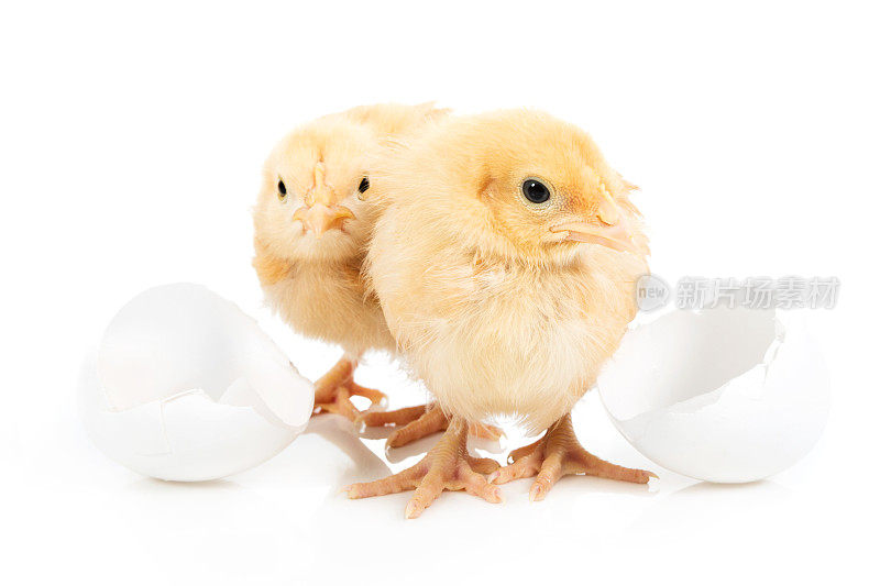 两只小鸡和蛋壳