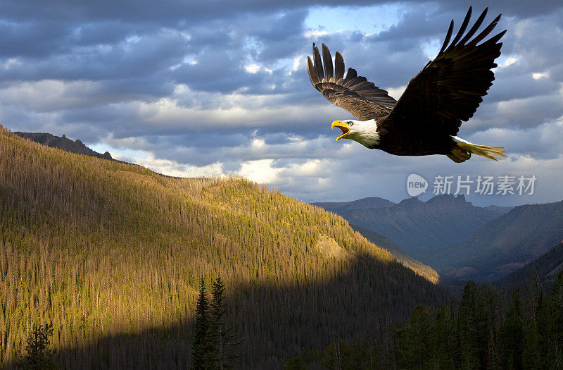 美国白头鹰统治着美国怀俄明州的天空