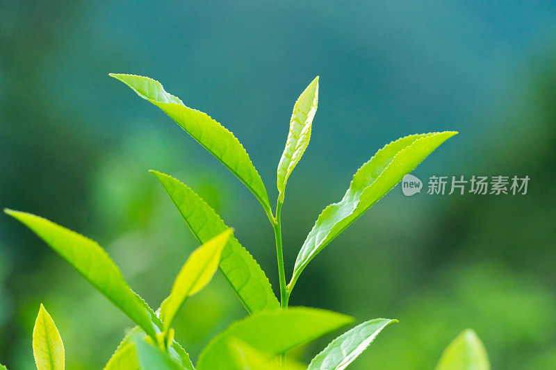 新鲜的茶叶