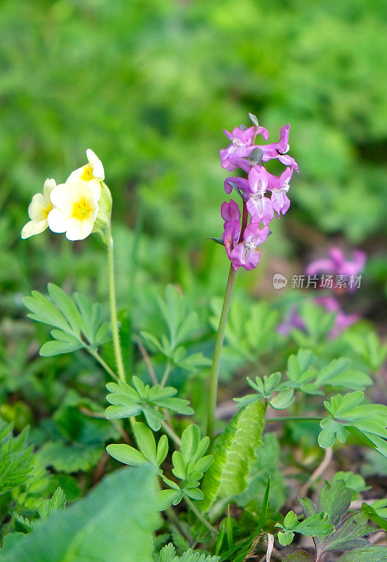 背鼻草和樱草花