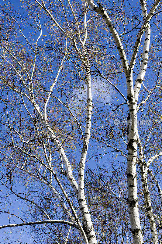 蓝天下的光秃秃的桦树