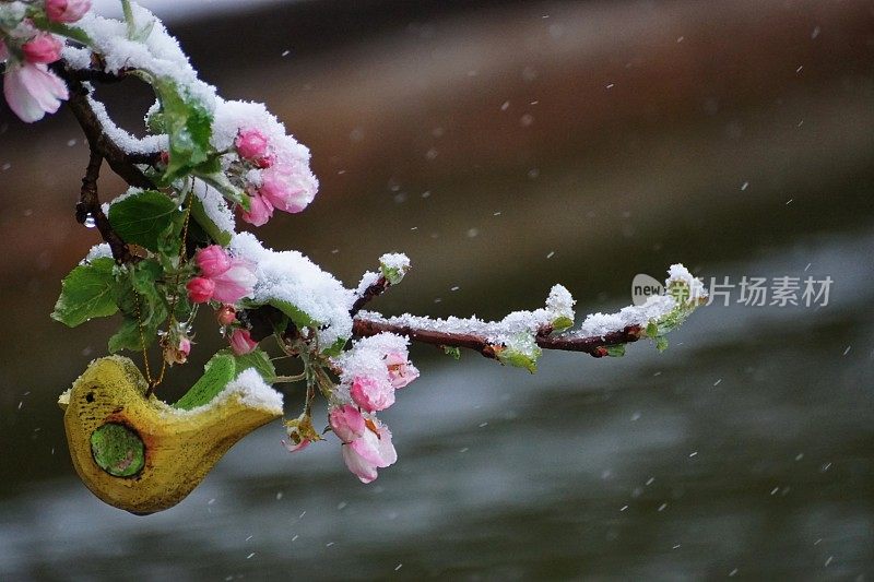 我们的池塘在18号。2017年4月。苹果在雪地里开花。