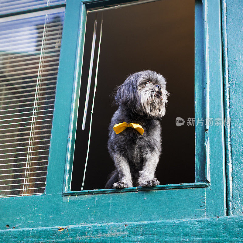 梗犬在窗台上呼吸新鲜空气。