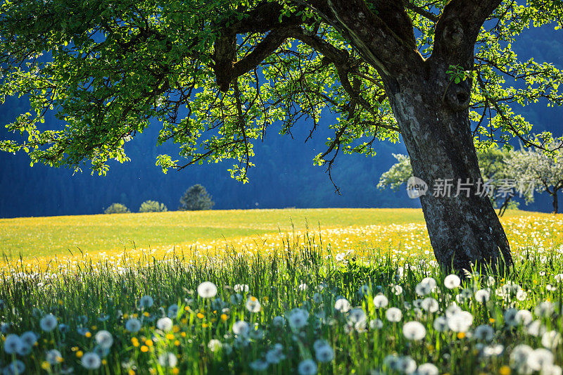 Alpen景观-绿色草地充满春天的鲜花-选择性焦点(不同的焦点检查其他图像在系列)