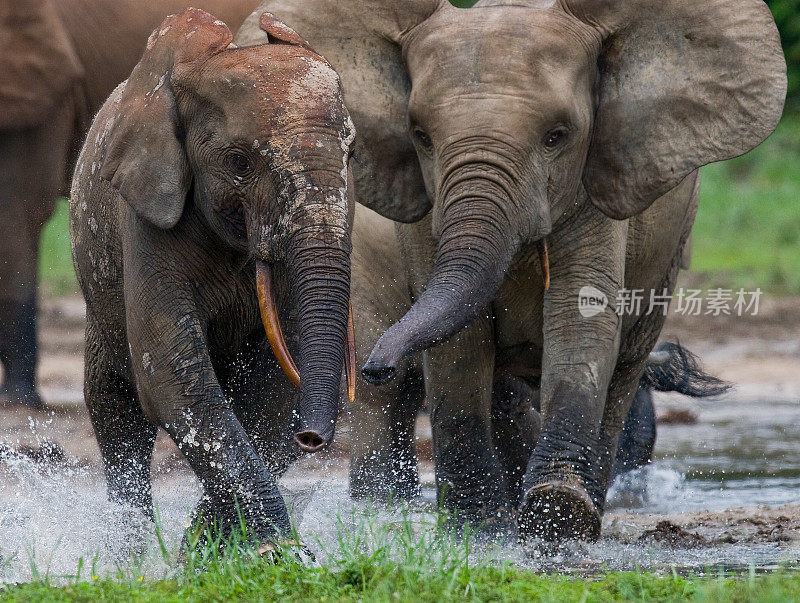 森林大象互相玩耍。中非共和国。刚果共和国。Dzanga-Sangha特别保护区。