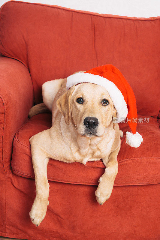 扶手椅上戴着圣诞帽的狗