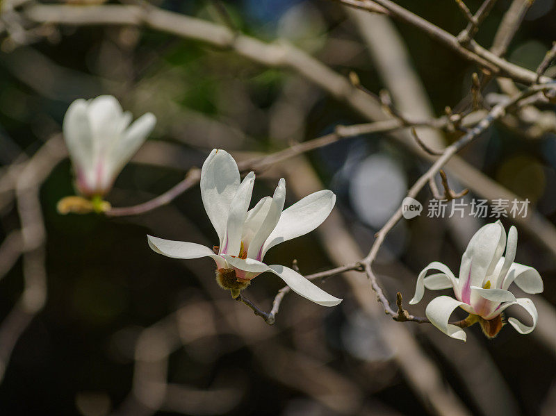 春季花卉系列，白玉兰、白玉兰是上海的市花。