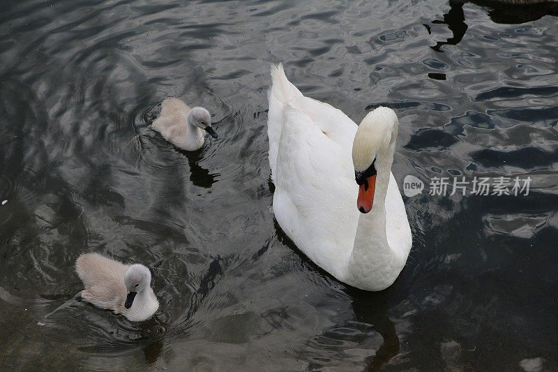 英国伦敦海德公园蛇形湖上的白天鹅和小鸡