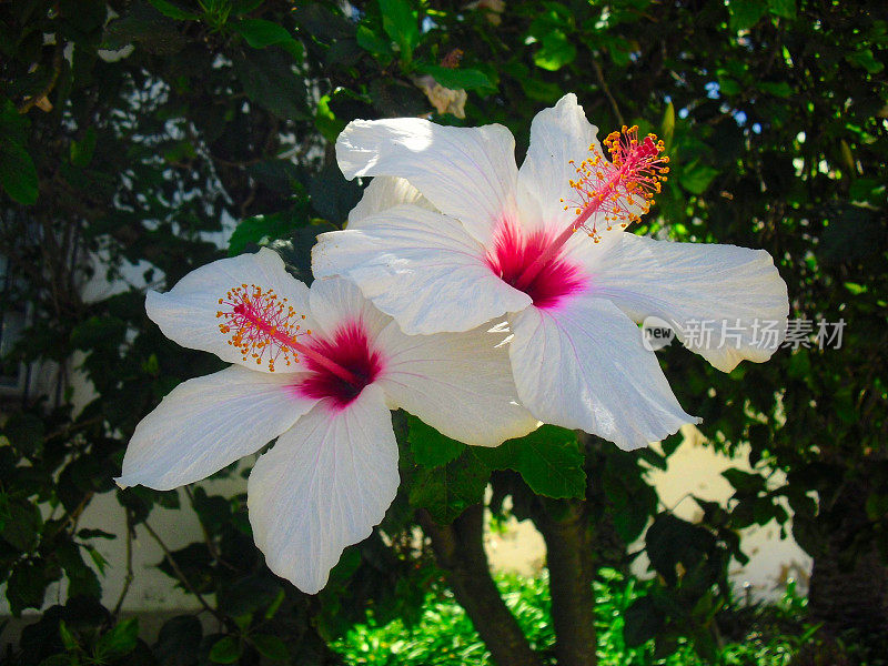 芙蓉花白色和粉红色的花