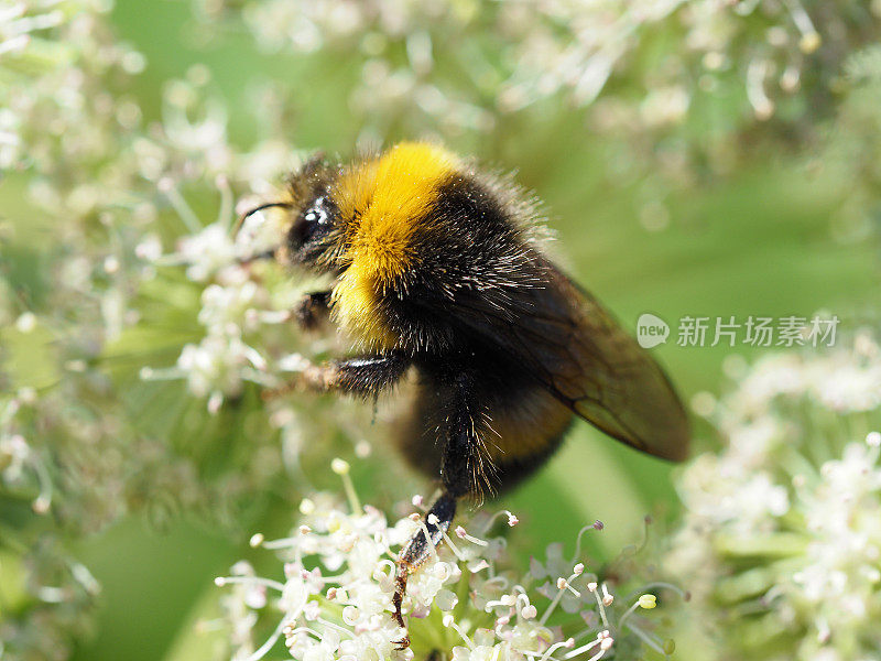大黄蜂的特写。大黄蜂从当归的白花中采集花蜜。蜂蜜植物和昆虫。大黄蜂或大黄蜂，熊蜂属，蜂科，蜜蜂科之一
