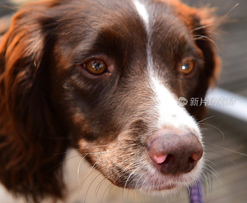 施普林格猎犬